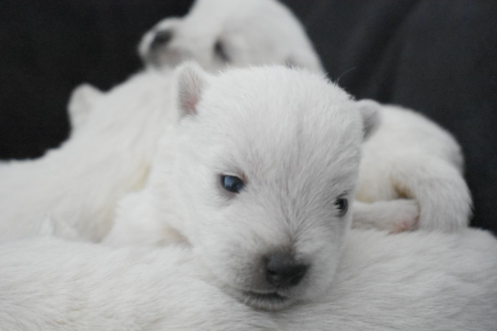 chiot West Highland White Terrier Miléna  Oudart