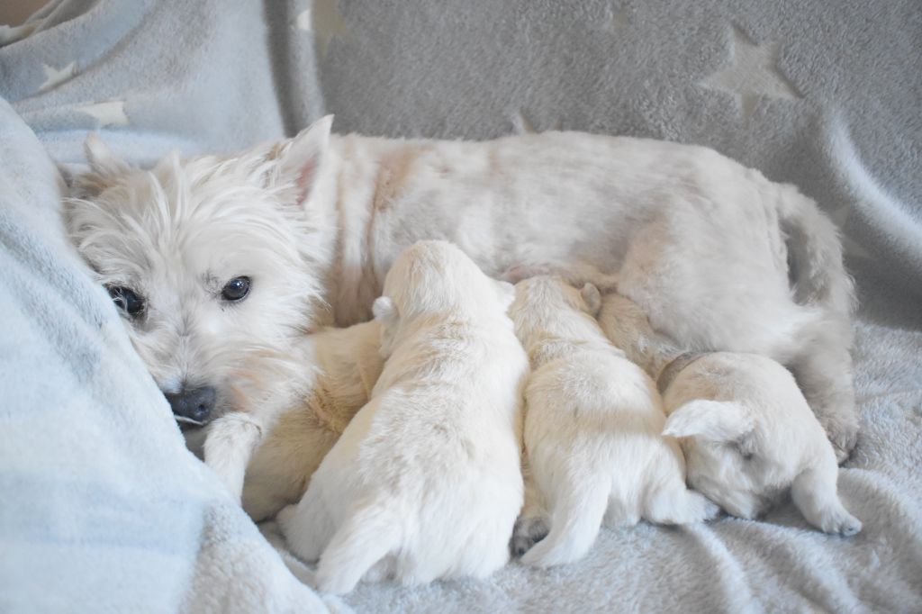 Miléna  Oudart - West Highland White Terrier - Portée née le 08/02/2019